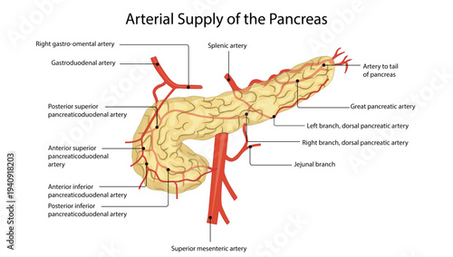 Arterial Supply of the Pancreas, including branches from the splenic artery, gastroduodenal artery, and superior mesenteric artery.