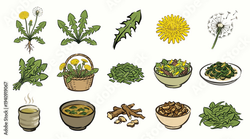 A collection of illustrations depicting various aspects of the dandelion plant, including its roots, leaves, flowers, and culinary uses such as tea and salads.