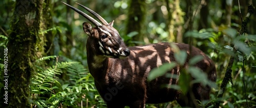 Medieval warrior archer in forest drawing longbow with focused concentration among ferns and trees for historical fantasy adventure storytelling.