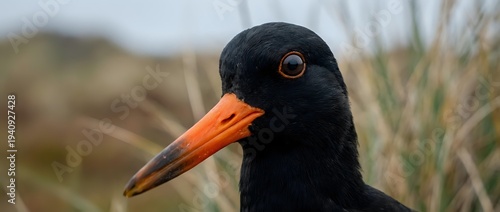 Black oystercatcher bird with bright orange beak close-up portrait in natural coastal habitat for wildlife photography and nature documentation projects.