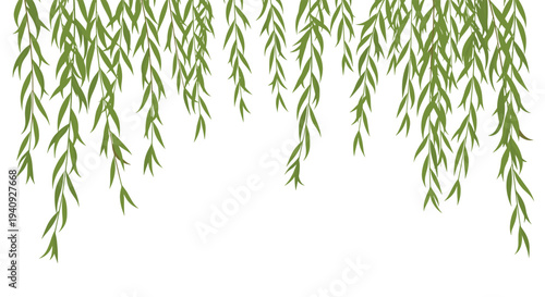 Numerous delicate green weeping willow leaves gracefully hang downwards from the top of the frame, forming a natural border on a white background.