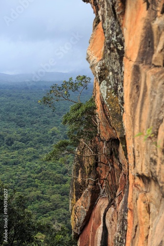Photography Tree Growing from Steep Orange Cliff Face Overlooking Tropical Jungle Canopy