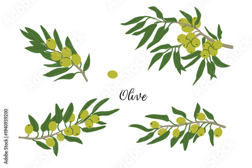 Green olive branch with leaves and fruits, cartoon flat illustration in retro style. Olive plant set in green color for oil design. Mediterranean food vector illustration. Green raw organic olive set.