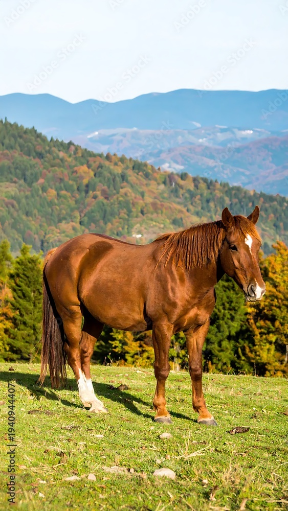 Fototapeta premium A brown horse stands on a grassy hillside
