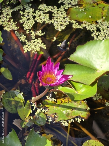 beautiful lotus flower in the pond
