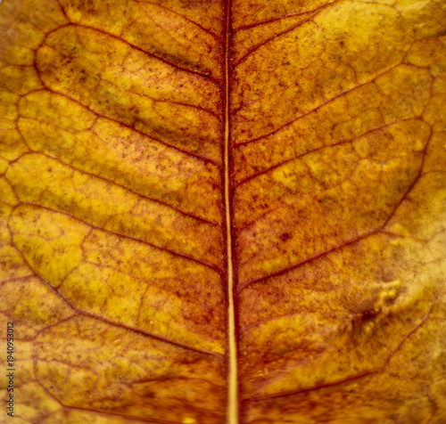 Macro close‑up of a dried autumn leaf showcasing warm yellow and orange tones, intricate vein geometry, and papery texture, forming an abstract natural pattern rich in organic detail.