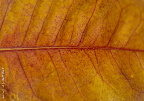 Macro close‑up of a dried autumn leaf showcasing warm yellow and orange tones, intricate vein geometry, and papery texture, forming an abstract natural pattern rich in organic detail.