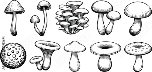 Mushroom sketch illustration set, hand drawn fungi collection with different edible and wild mushrooms botanical engraving style design