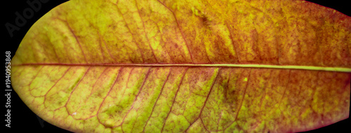 Macro close‑up of a dried autumn leaf showcasing warm yellow and orange tones, intricate vein geometry, and papery texture, forming an abstract natural pattern rich in organic detail.