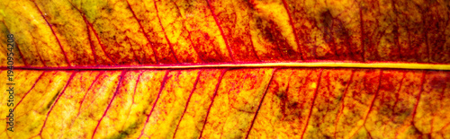 Macro close‑up of a dried autumn leaf showcasing warm yellow and orange tones, intricate vein geometry, and papery texture, forming an abstract natural pattern rich in organic detail.