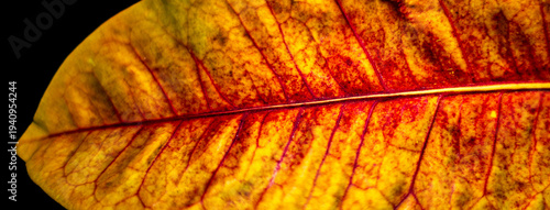 Macro close‑up of a dried autumn leaf showcasing warm yellow and orange tones, intricate vein geometry, and papery texture, forming an abstract natural pattern rich in organic detail.