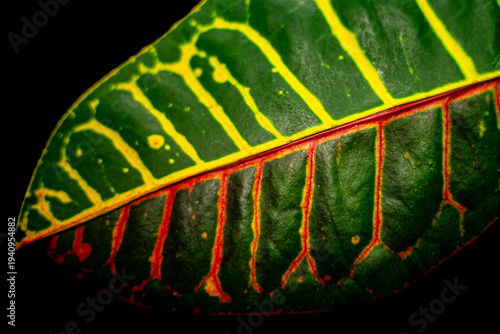 Macro close‑up of a colorful variegated leaf isolated on a black background, featuring rich green tones with yellow, red, and orange veins, highlighted by dramatic lighting and fine botanical texture.