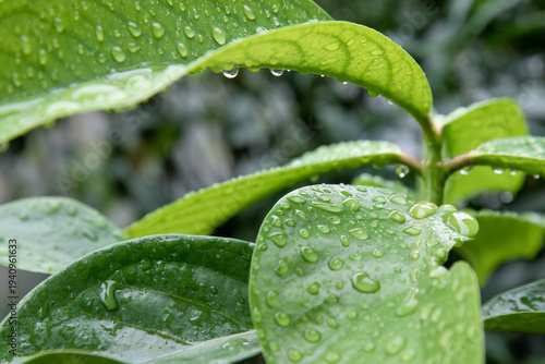 Shiny foliage layered by rainfall over rich jungle tones. Glossed greenery displaying rounded beads across broad surfaces. Saturated leaves reflecting moisture inside lush natural frame. 
