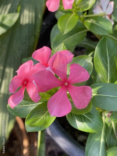 beautiful periwinkle flowers in the garden