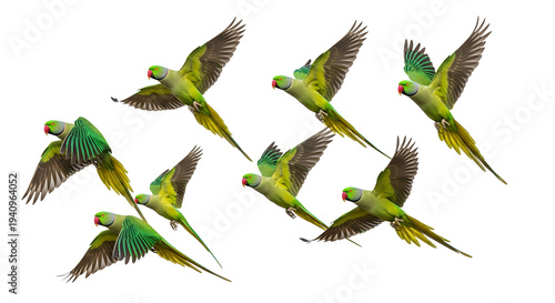 Flock of vibrant green parakeets flying in formation against white background isolated on transparent background, cutout PNG, best for graphic design projects, advertising, marketing materials and pac