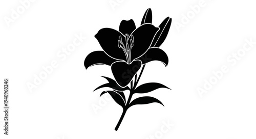 Black and white lily silhouette illustration on white background