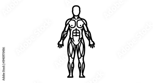 Anatomical illustration of human muscular system, full body view, black and white line art