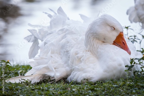 Quadro su tela Park Duck