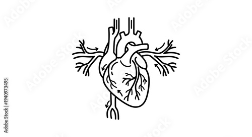 Anatomical illustration of the human heart with arteries and veins, black and white line drawing.