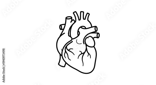 Anatomical Heart Illustration, Medical Symbol, Black and White Line Art