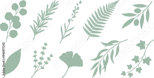 Elegant foliage herb elements with eucalyptus rosemary lavender fern olive in dusty mint soft sage pale lavender for soothing botanical branding design