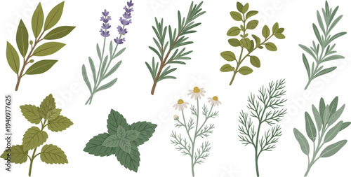 Aromatic garden herbs with bay laurel lavender rosemary marjoram in olive green dusty sage muted forest green for sophisticated herbal branding design