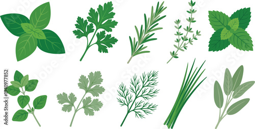Essential culinary herbs with basil parsley rosemary thyme mint in emerald green basil green soft sage for fresh cooking branding design