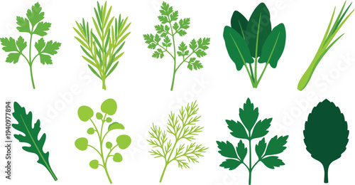 Fresh kitchen garden greenery elements with flat leaf parsley tarragon chervil sorrel in lime green spring green deep forest green for vibrant cooking branding design