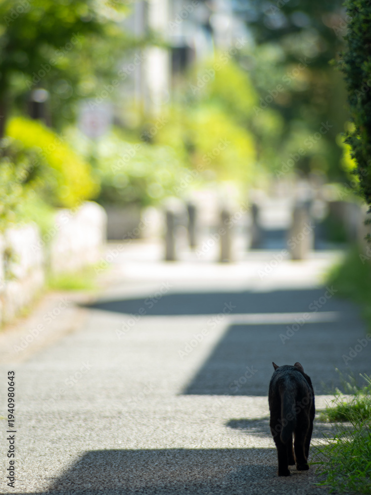 Fototapeta premium Black cat walking away on stone path in Japanese alley with green bokeh