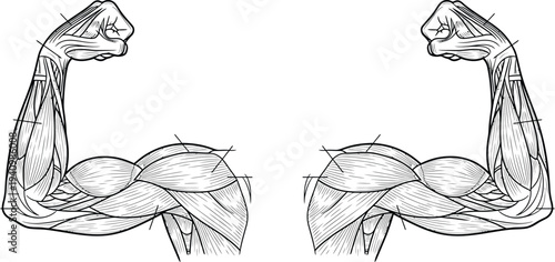 Flexed human arms anatomy, biceps triceps deltoid forearm muscles, mirrored front view, medical illustration, biology diagram, fitness training vector artwork