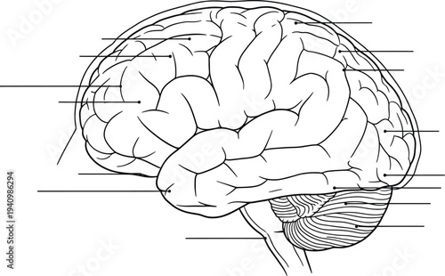 Human brain anatomy left side view, cerebrum lobes cerebellum brainstem neural structure medical illustration, biology diagram, neuroscience artwork, healthcare vector