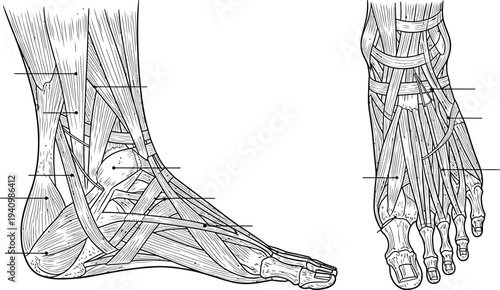 Human foot ankle anatomy, muscles tendons ligaments lateral dorsal views, medical illustration, biology diagram, healthcare vector, educational anatomical artwork
