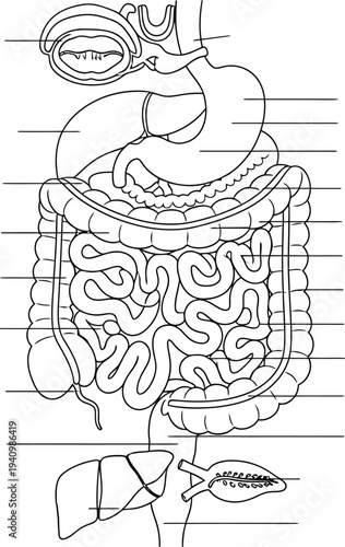 Human digestive system anatomy, mouth esophagus stomach intestines liver pancreas gallbladder organs, medical illustration, biology diagram, healthcare vector, educational artwork