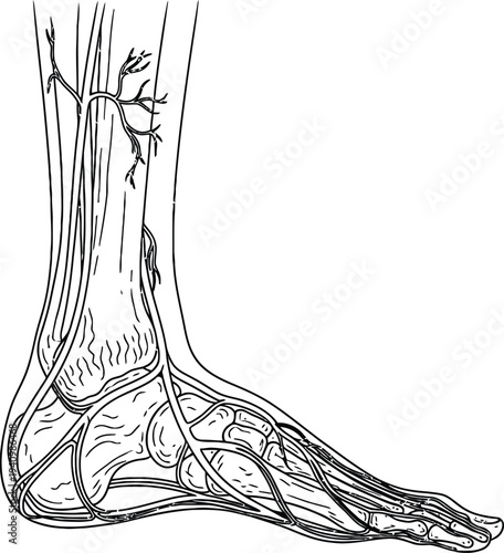 Human foot leg anatomy, vascular nervous system arteries veins nerves bones tendons, medical illustration, biology diagram, healthcare vector, educational artwork