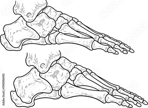 Human foot bone anatomy, calcaneus talus metatarsals phalanges arches comparison, medical illustration, podiatry diagram, healthcare vector, educational skeletal artwork