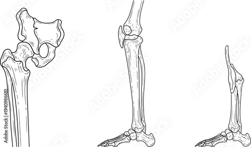 Human leg bone anatomy, femur tibia fibula pelvis patella foot skeletal structure joints, medical illustration, biology diagram, healthcare vector artwork