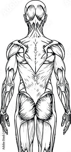 Human muscular system anatomy, posterior back view trapezius deltoids latissimus dorsi triceps gluteus maximus hamstrings, medical illustration, biology diagram, healthcare artwork