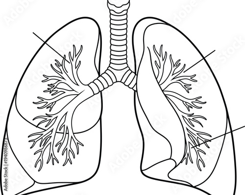 Human respiratory system anatomy, lungs trachea bronchi bronchioles alveoli branching airways, medical illustration, biology diagram, healthcare vector, educational artwork