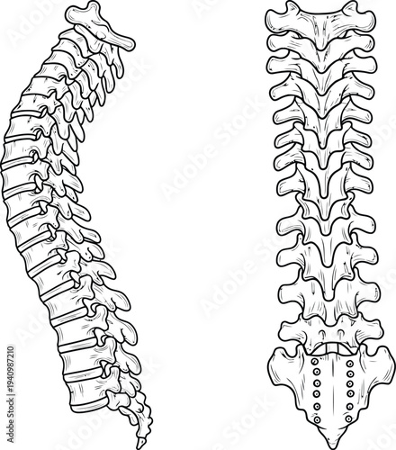 Human spine anatomy illustration, lateral posterior views vertebrae cervical thoracic lumbar sacrum skeletal structure, medical diagram, biology artwork, healthcare vector
