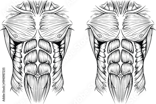 Human torso muscle anatomy, pectoralis major, rectus abdominis, external obliques, deltoid serratus anterior, medical illustration, biology diagram, fitness training vector