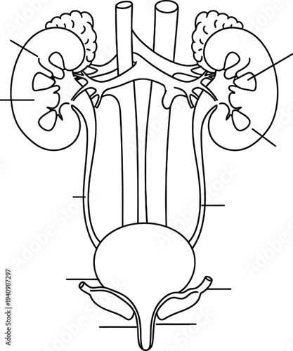 Human urinary system anatomy, kidneys ureters bladder urethra adrenal glands renal cortex medulla pelvis, medical illustration, biology diagram, healthcare artwork