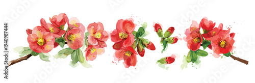 Red spring blossoms branch watercolor floral border isolated on transparent layer