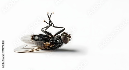 A dead fly lies on its back with twisted legs and wings spread.
