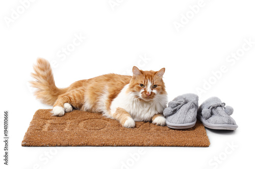 Cute cat with slippers lyin...