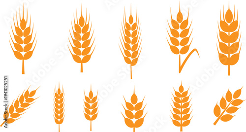 Illustration of various golden wheat ears on white background