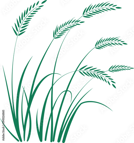 Green paddy rice vector illustration, organic cereal plant stalk, agricultural grain field, and nature meadow grass element
