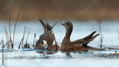 Drake & Hen American Wigeon (Mareca americana) Courtship Behaviour