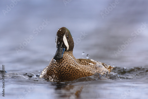 Male Blue-Winged Teal (Spatula discors) Bathing