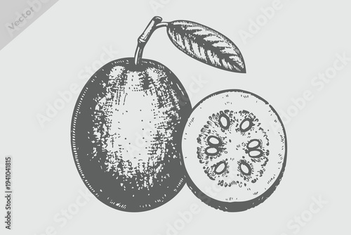 Hand drawn Guava fruit vintage engraving style fruits and berries set, vector illustration