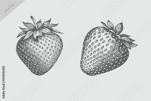 Vintage botanical fruits strawberry illustration. engraving style strawberry vector